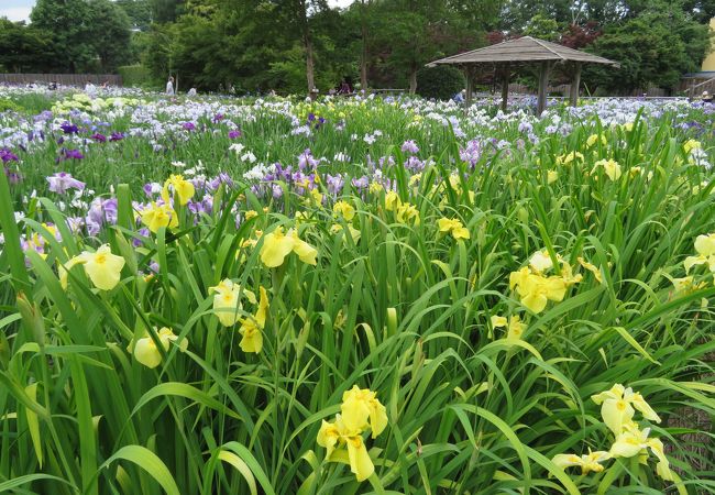 染谷花しょうぶ園