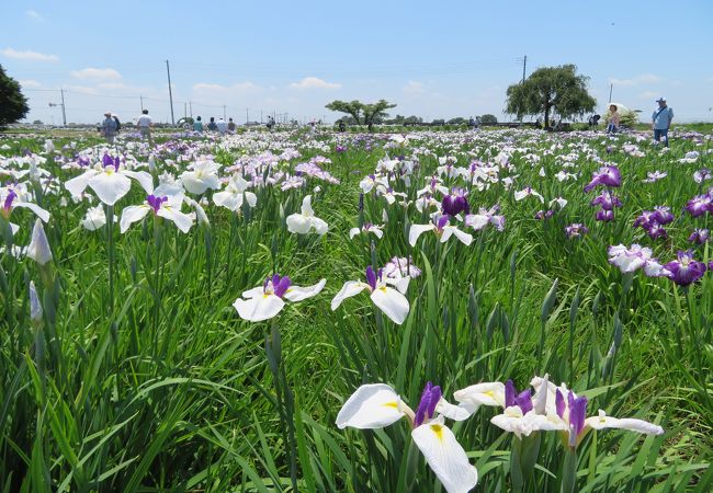 菖蒲城址あやめ園 クチコミ アクセス 営業時間 幸手 久喜 栗橋 フォートラベル