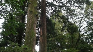 かながわ名木１００選