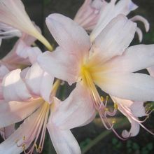 綺麗なお花も咲いていました