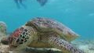 ウミガメの宝庫