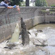 エサの時間以外は動かないワニ達