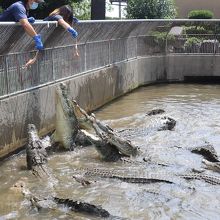 エサの時間以外は動かないワニ達 By 東京おやじっち 鬼山地獄のクチコミ フォートラベル