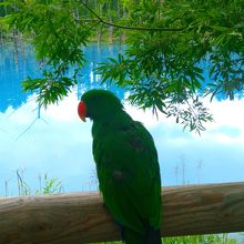 オウムも驚く青い池