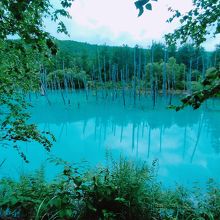 想像以上に青い池