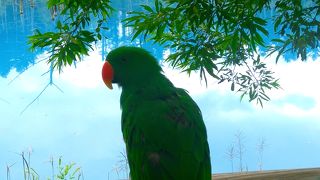 想像以上に青い池