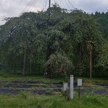 八橋のウバヒガン桜