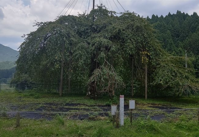 八橋のウバヒガン桜