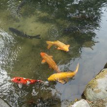 池には錦鯉が泳いでいる