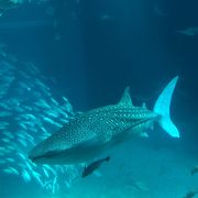 ウミガメは一匹だけですが、素晴らしい水族館です