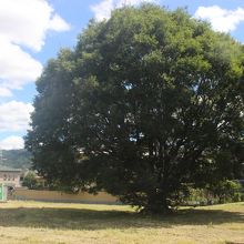 住宅街の中の空き地　トイレは簡易トイレ