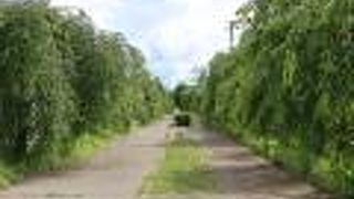 花の時期でなければただの遊歩道