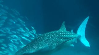 ウミガメは一匹だけですが、素晴らしい水族館です