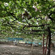 今年もぶどう狩りは早川園！