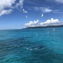 小魚を狙うアジサシの群れ