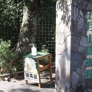 他ではあまり見られない、ウォンバット！