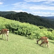 鹿とみる、奈良の絶景。