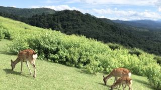 鹿とみる、奈良の絶景。