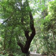 夏休みの自由研究にお勧め　山手線の中に残された昆虫の森