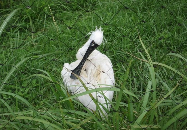 葛西臨海公園 鳥類園 クチコミ アクセス 営業時間 葛西 フォートラベル 葛西臨海公園 鳥類園 クチコミ アクセス 営業時間 葛西 フォートラベル