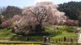石垣の上の枝垂桜
