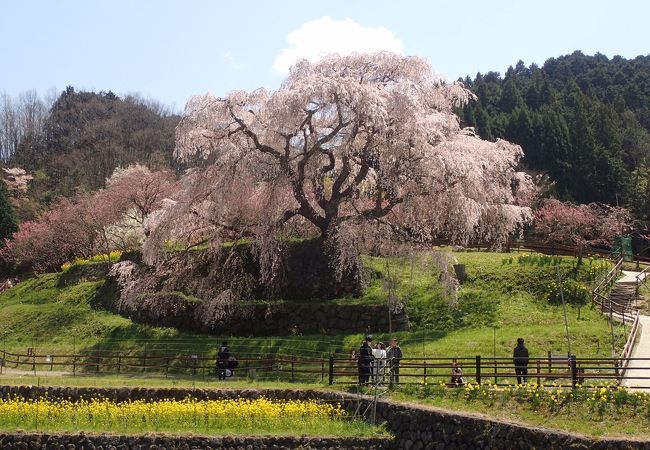 石垣の上の枝垂桜