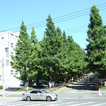 駅前から始まる銀杏並木