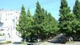 （再訪）いちょう並木