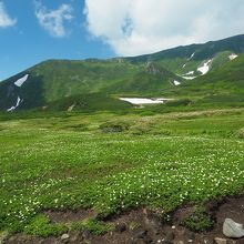登山道の両側に咲きます