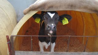 牛乳ビンをその場で返すとキャッシュバック