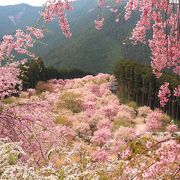 1000本のしだれ桜