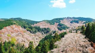 吉野の桜は絶景