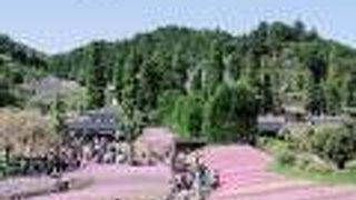 芝桜のじゅうたん