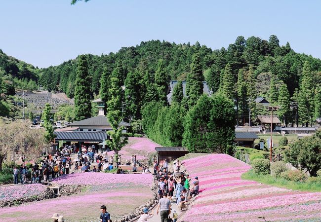 芝桜のじゅうたん