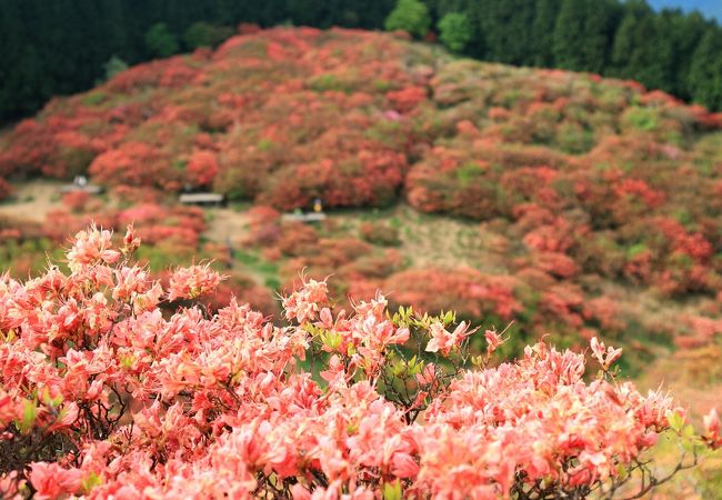 葛城山 奈良県御所市 クチコミ アクセス 営業時間 御所 葛城 フォートラベル