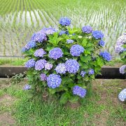 今年は開催されませんでした