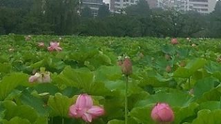 不忍池　蓮の花