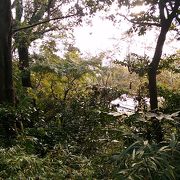 武蔵野の原風景という感じの雑木林