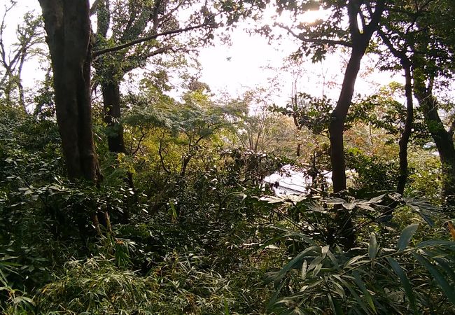 武蔵野の原風景という感じの雑木林