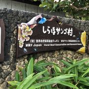 白保海岸の綺麗な珊瑚のお勉強