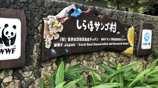 白保海岸の綺麗な珊瑚のお勉強