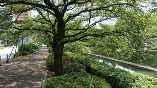 木陰になっていて夏でも比較的歩きやすい