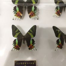 蝶の企画展示もすごかった