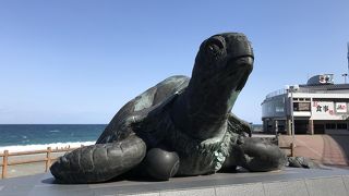 大きなウミガメ