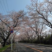 およそ５キロにわたる桜のトンネル