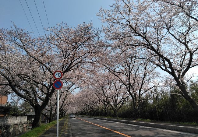 およそ５キロにわたる桜のトンネル