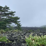 中を歩く遊歩道も有ります