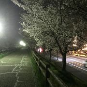 寝屋川の桜新名所