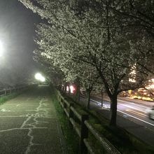 今年はライトアップなしでしたが電灯はありました