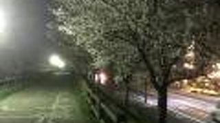 寝屋川の桜新名所